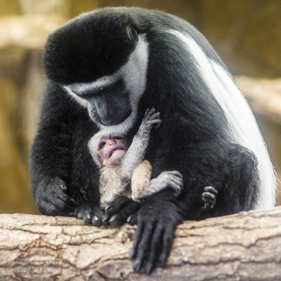 Při křtinách opičky v pražské zoo se narodilo další mládě
