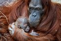 Jsou mu sotva dva dny, ale má se čile k světu! Jestli je malý orangutan sumaterský lidoopí slečna či kluk se ještě neví. Ale už nyní mohou návštěvníci mrně obdivovat v Indonéské džungli. Pavilon, kde rodinka žije, zůstává otevřený.