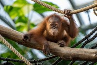 Vrchol roztomilosti! Vzácný orangutánek Kawi ze Zoo Praha slaví druhé narozeniny, podívejte se