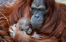 Jsou mu sotva dva dny, ale má se čile k světu! Jestli je malý orangutan sumaterský lidoopí slečna či kluk se ještě neví. Ale už nyní mohou návštěvníci mrně obdivovat v Indonéské džungli. Pavilon, kde rodinka žije, zůstává otevřený.