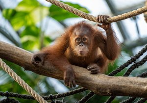 Kawi, sameček orangutana sumaterského v Zoo Praha,  se narodil 17. listopadu 2020.