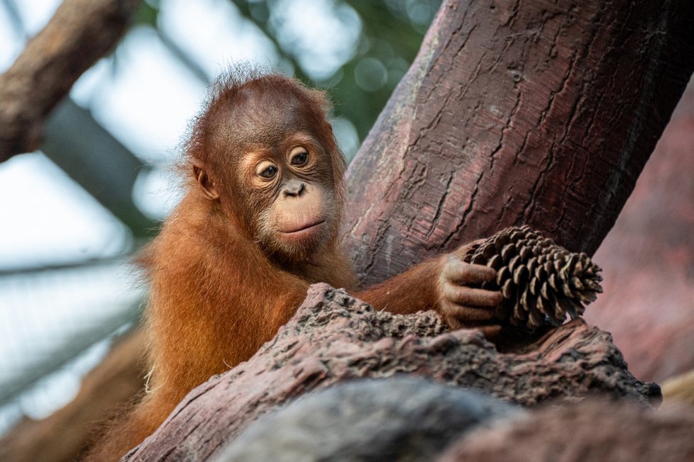 Kawi, sameček orangutana sumaterského v Zoo Praha,  se narodil 17. listopadu 2020.