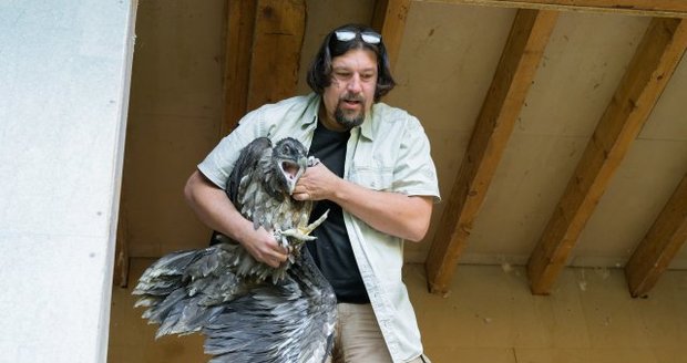 Orlosup bradatý ze Zoo Praha.
