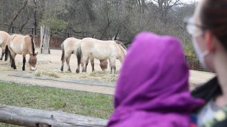 Ukrajinci v pražské zoo vykoukali ta nejlepší zvířata. Na české děti zbyly jenom kozy, kachny a nemocná lama