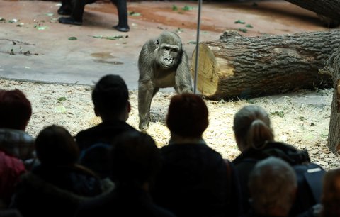 Rodina za tisícovku: Pražská zoo zdražila vstupné, kolik si návštěvníci nově připlatí?