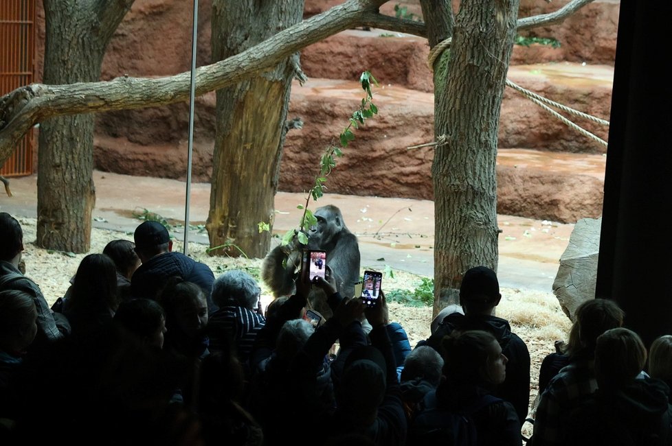 V pražské zoo se návštěvníkům otevřel nový gorilí pavilon Dja. Přes nepřízeň počasí dorazily asi dvě stovky lidí