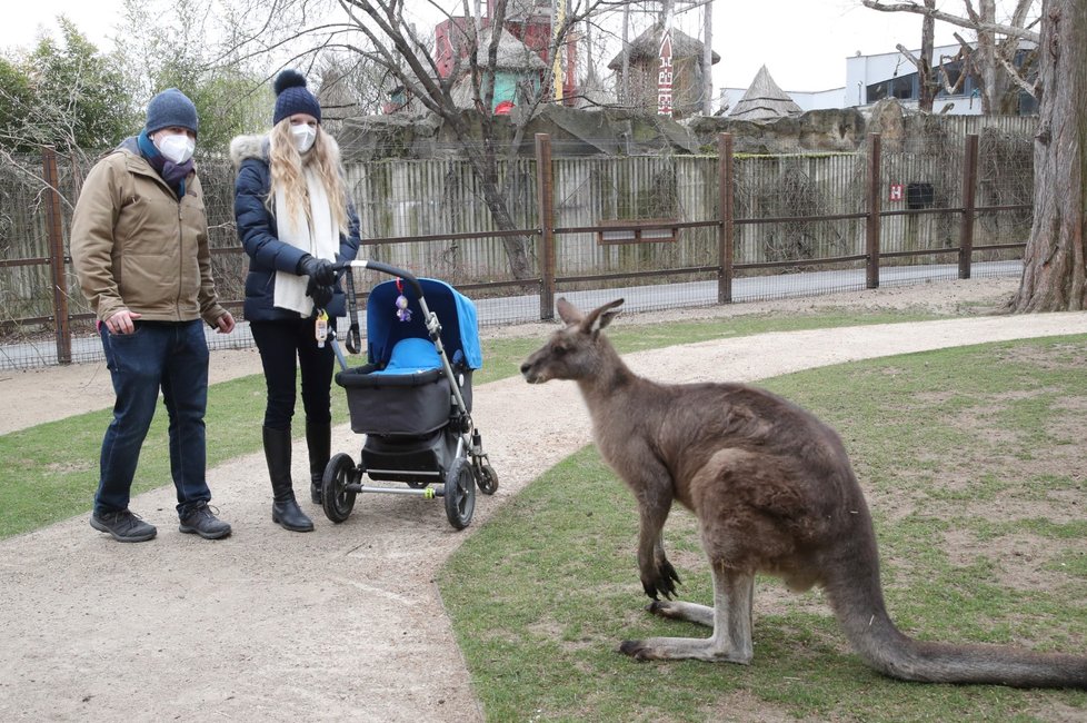 Skončil nouzový stav, a tak se mohla otevřít i pražská zoo. Hned první den ji přišlo navštívit několik stovek nadšenců, převážně rodin s dětmi.