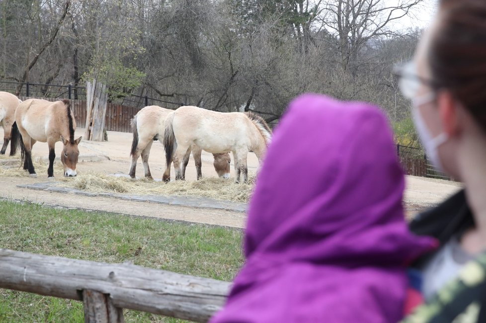 Skončil nouzový stav, a tak se mohla otevřit i pražská zoo. Hned první den ji přišlo navštívit několik stovek nadšenců, převážně rodin s dětmi