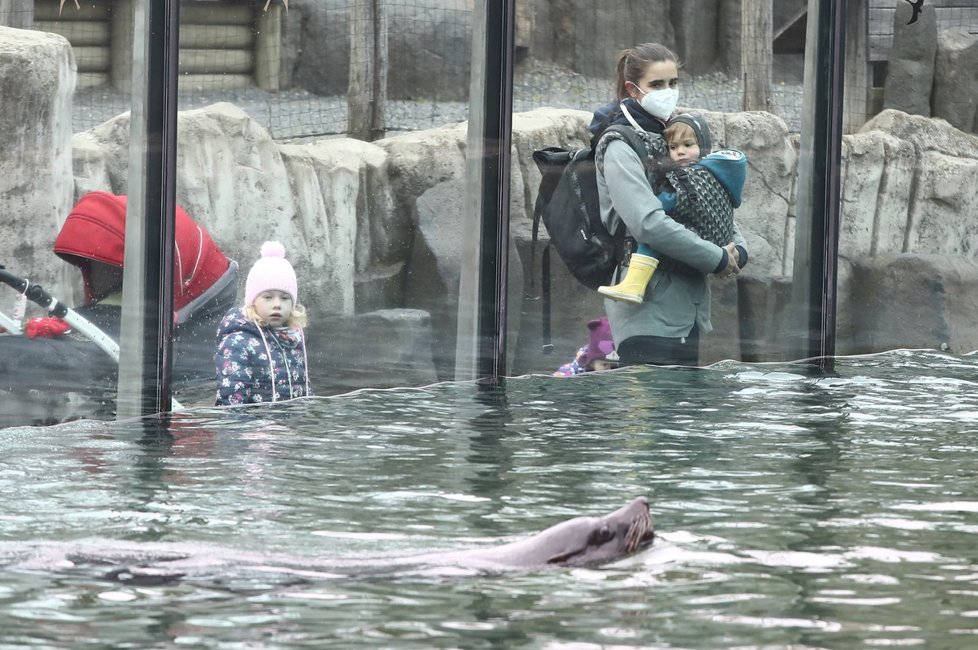 Skončil nouzový stav, a tak se mohla otevřit i pražská zoo. Hned první den ji přišlo navštívit několik stovek nadšenců, převážně rodin s dětmi