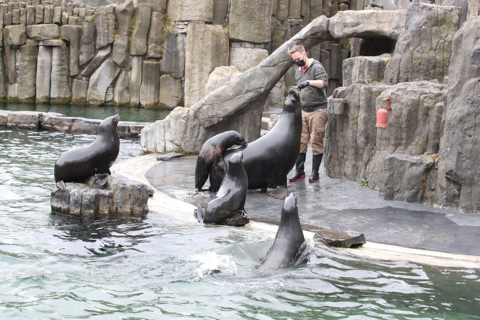 Skončil nouzový stav, a tak se mohla otevřít i pražská zoo. Hned první den ji přišlo navštívit několik stovek nadšenců, převážně rodin s dětmi.