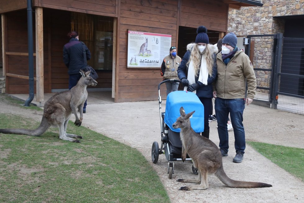 Skončil nouzový stav, a tak se mohla otevřit i pražská zoo. Hned první den ji přišlo navštívit několik stovek nadšenců, převážně rodin s dětmi