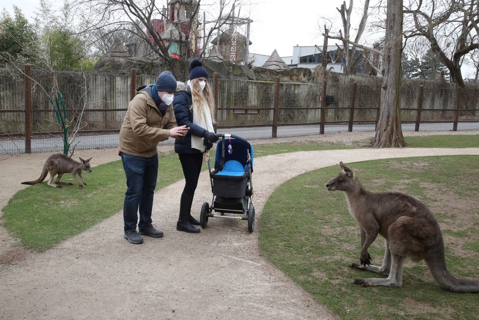 Skončil nouzový stav, a tak se mohla otevřít i pražská zoo. Hned první den ji přišlo navštívit několik stovek nadšenců, převážně rodin s dětmi.