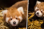 V pražské zoo se poprvé narodila dvojčata pandy červené. 