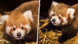Velká radost v pražské zoo: Poprvé se tu narodila dvojčata pandy červené