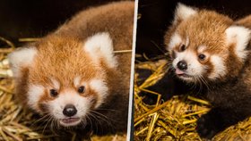 V pražské zoo se poprvé narodila dvojčata pandy červené. 