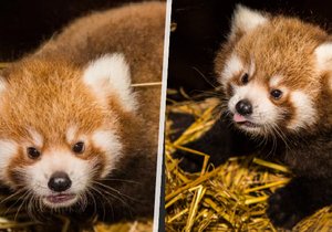 V pražské zoo se poprvé narodila dvojčata pandy červené. 
