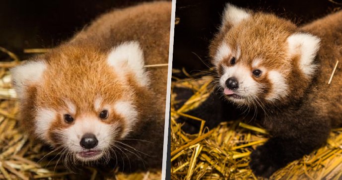 V pražské zoo se poprvé narodila dvojčata pandy červené.