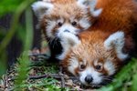 Mláďata pandy červené v Zoo Praha.