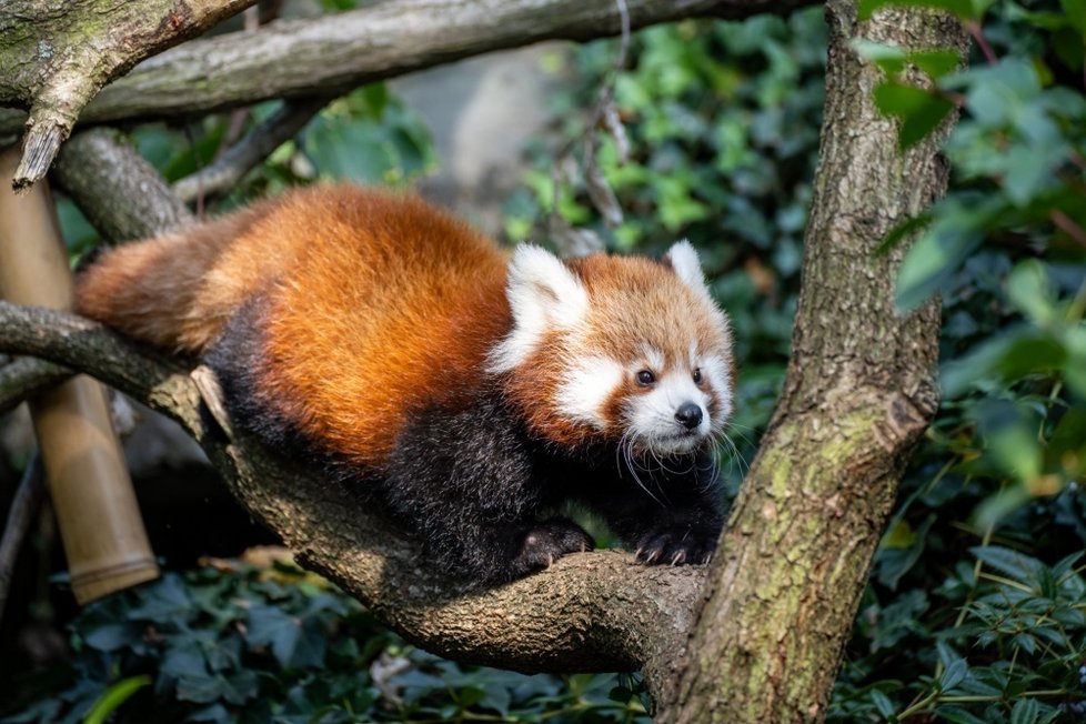 Mláďata pandy červené v Zoo Praha.