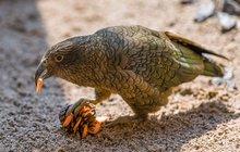 Chytří papoušci v pražské zoo: Chrastí, rozebírají a ochutnávají! 