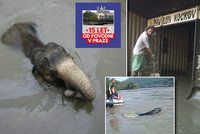 Tragické výročí Zoo Praha: Povodně v roce 2002 nepřežilo 134 zvířat