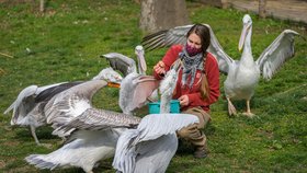 Pražská zoo se otevře návštěvníkům: Maximálně 8500 lidí denně v rouškách, vstupenky jen elektronicky 