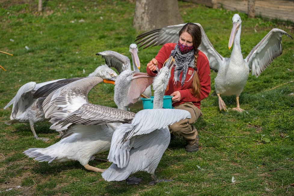 Ošetřovatelé musí nosit roušky, ZOO je pak zoufale prázdná a tichá