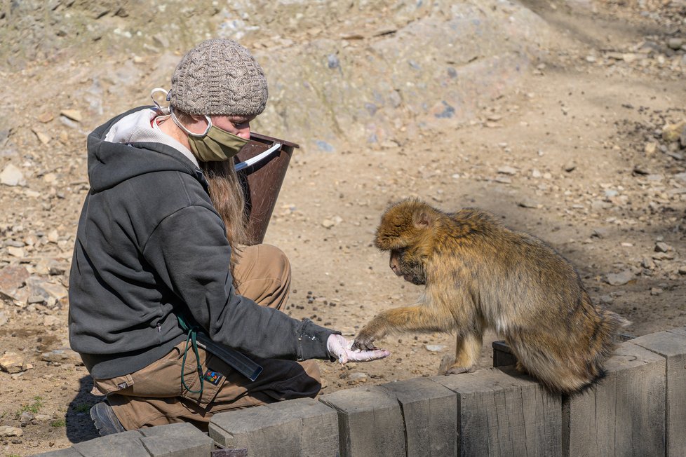 Ošetřovatelé musí nosit roušky, ZOO je pak zoufale prázdná a tichá.