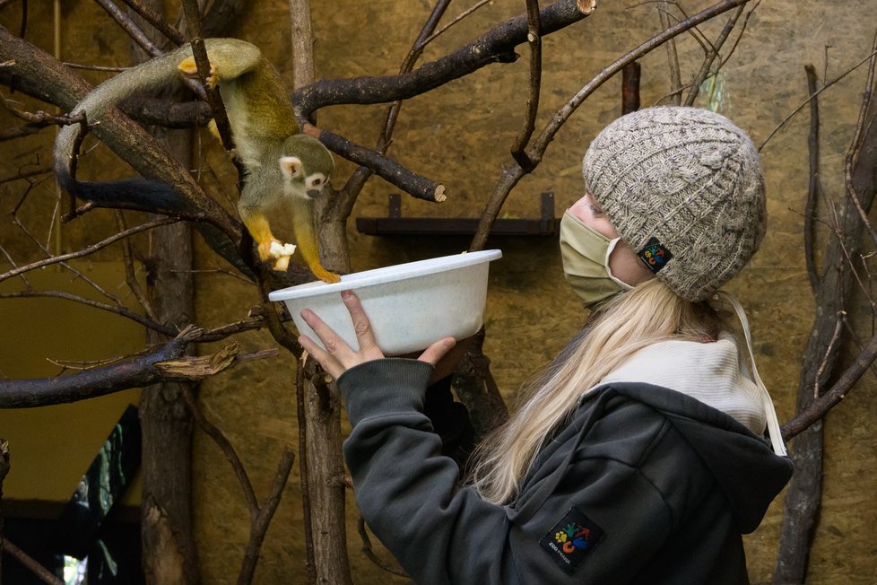 Ošetřovatelé musí nosit roušky, ZOO je pak zoufale prázdná a tichá.