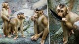 Opičí hrátky v Zoo Praha: Mláďata makaků vepřích se hašteří, nacvičují sex!