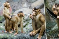Opičí hrátky v Zoo Praha: Mláďata makaků vepřích se hašteří, nacvičují sex!