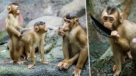 Makaci vepří v Zoo Praha.