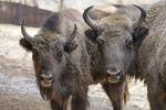 Další zubr z pražské zoo míří do volné přírody