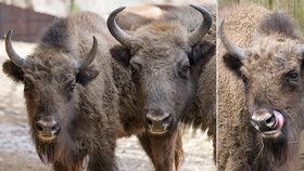 Adieu, Prťko! Zubří slečna z pražské zoo poletí na Kavkaz, s dalšími zubry tam má založit novou populaci