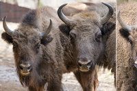 Adieu, Prťko! Zubří slečna z pražské zoo poletí na Kavkaz, s dalšími zubry tam má založit novou populaci