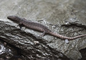 V ZOO PRAHA SE ROZMNOŽIL JEDEN Z NEJTAJEMNĚJŠÍCH PLAZŮ SVĚTA – VARANOVEC BORNEJSKÝ.