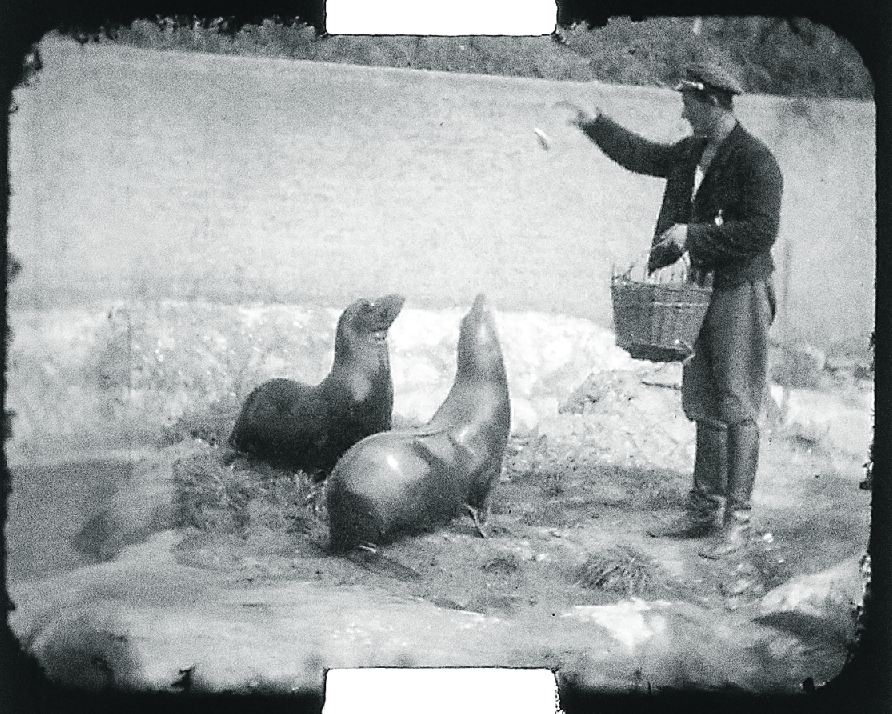 Lachtani Batul a Hýta, které zoo věnoval Vlasta Burian. Záběr musel být pořízen mezi 10. červencem 1934, kdy byli oba lachtani přivezeni, a 15. říjnem, kdy Batul uhynul.