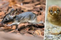 Mláděcí žně v Zoo Praha: Za uplynulý rok se narodili klokánci, želvy nebo kuřátko satyra