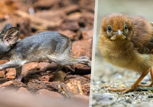 Mláděcí žně v Zoo Praha: Za uplynulý rok se narodili klokánci, želvy nebo kuřátko satyra.