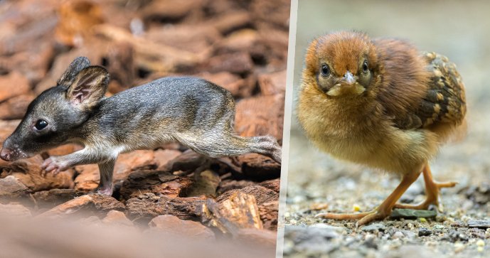 Mláděcí žně v Zoo Praha: Za uplynulý rok se narodili klokánci, želvy nebo kuřátko satyra.