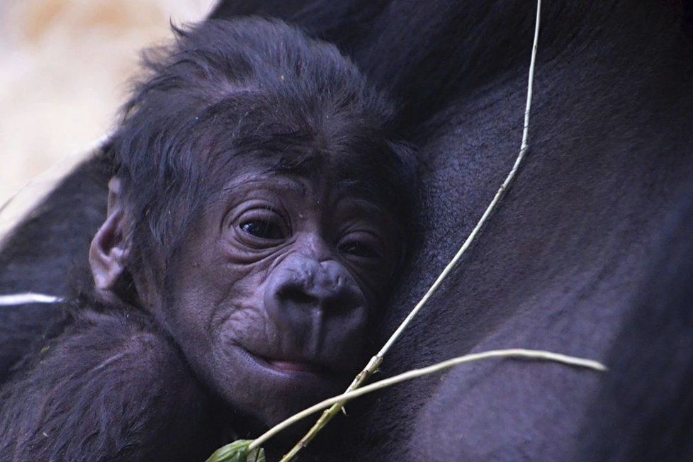 Pražskou zoo potkalo překvapení: Neplodná samice porodila.