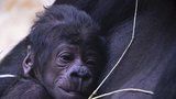 Po týdnech čekání je jasno: Gorilí mládě z pražské zoo je kluk