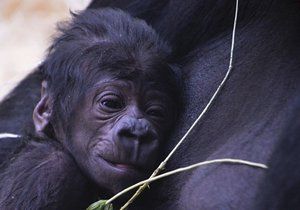 Pražskou zoo přepadlo překvapení: Neplodná samice porodila