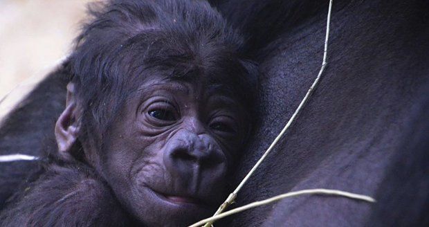 Překvapení v pražské zoo: Neplodná gorila porodila. „Zázrak,“ říká ředitel