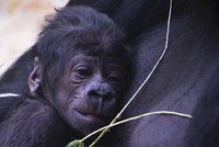 Po týdnech čekání je jasno: Gorilí mládě z pražské zoo je kluk