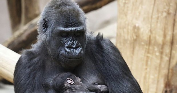 Pražskou zoo přepadlo překvapení: Neplodná samice porodila