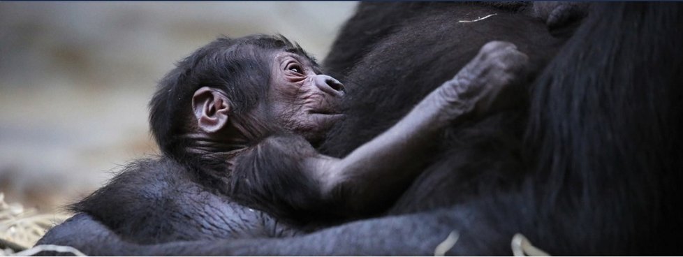Pražskou zoo přepadlo překvapení: Neplodná samice porodila.