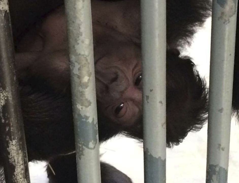 Pražskou zoo přepadlo překvapení: Neplodná samice porodila.