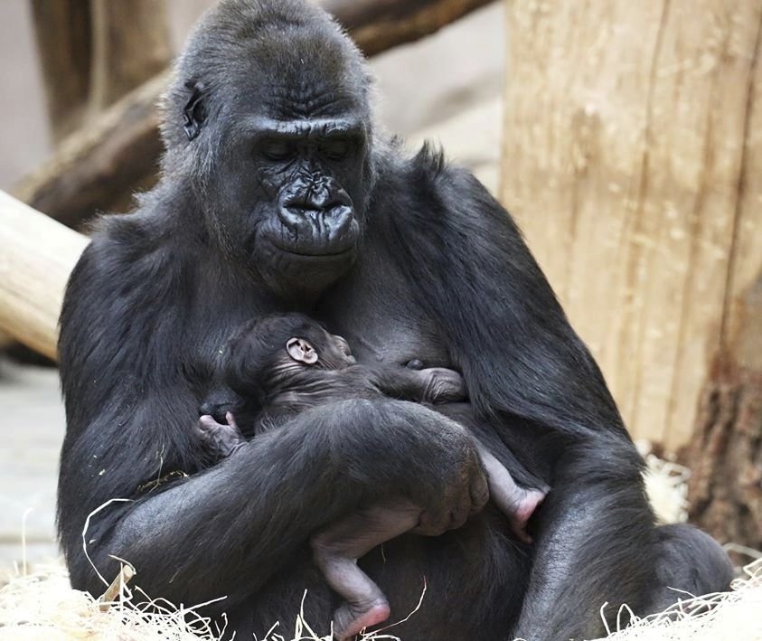 Pražskou zoo potkalo překvapení: Neplodná samice porodila.