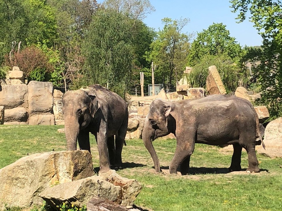 Znovuotevření Zoo Praha, 27. dubna 2020.